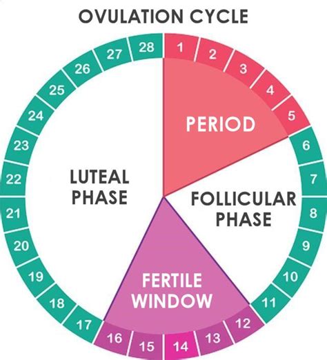 Ovulation Cycle | TODAY.com