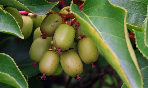 Gardens: grow your own mini kiwis | James Wong | Gardening advice ...