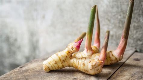 Galangal Extract – All Ingredients Plus