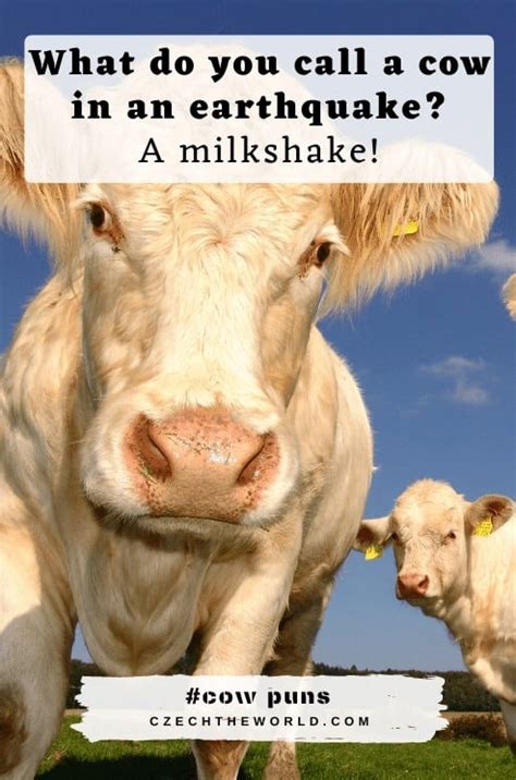 155 Best Cow Puns and Jokes that are Simply Legen-dairy!