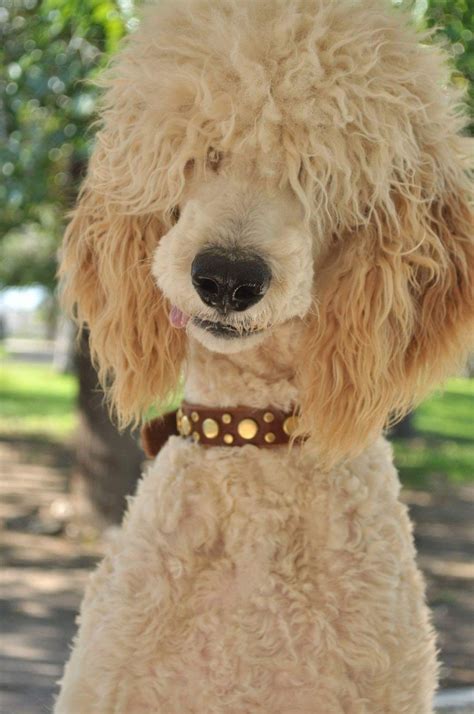 the front page of the internet #dog #puppy #Retriever Goldendoodle ...