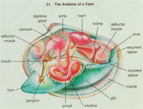 bioweb images | Marine biology, Anatomy, Animal science