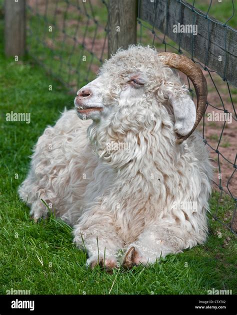 Angora Sheep High Resolution Stock Photography and Images - Alamy