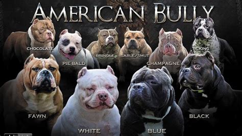 Discover the Winning Qualities of American Bully XL Champagne - Click ...