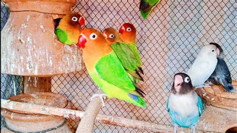 African lovebirds show lovebird breeding tips start EEGS laying Nast ...