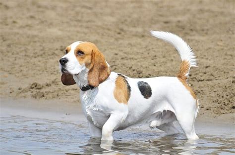 Are Beagles Hunting Dogs? - Here's Why They're Great Hunters