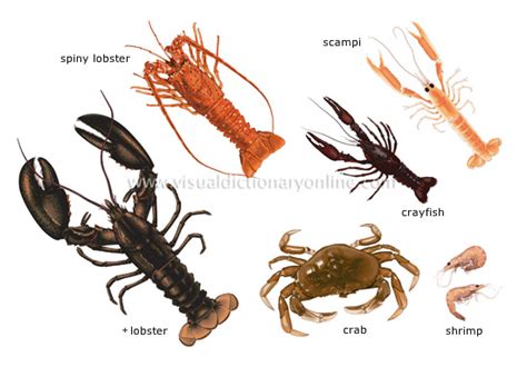 Arthropoda – The Arthropods! – The Biology Classroom