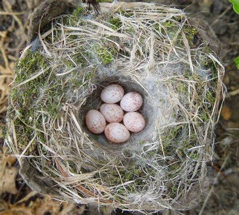 The Chickadee Nest: Chickadee Nesting Habits - Daily Birder