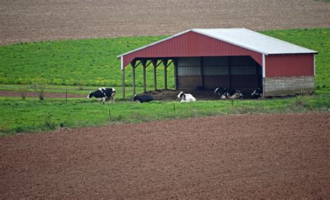 Cow Shelter | Ah, to have time just to hang out! | MTSOfan | Flickr