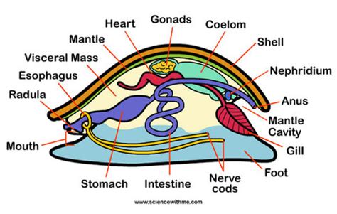 Mollusca - Excretory System Phyla