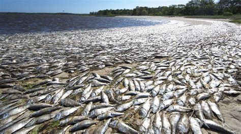 Massive fish kill reported in Riverhead, Southampton towns | Newsday