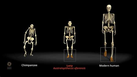 Lucy, Australopithecus afarensis – Ardent Anthropologist