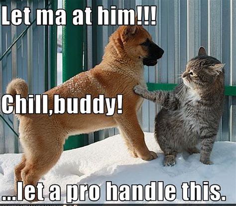 cat & dog funny - Animal Humor Photo (19955408) - Fanpop