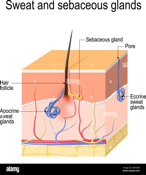 Sweat glands (apocrine, eccrine) and sebaceous gland. Cross section of ...