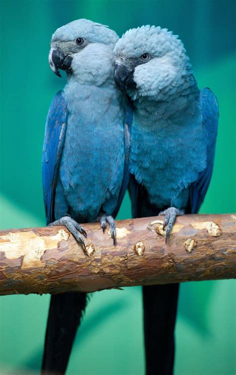 est100 一些攝影(some photos): Spix's macaw , the rarest parrot species in ...