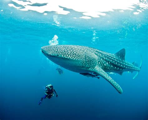 Diving with Whale Sharks - Everything You Should Know