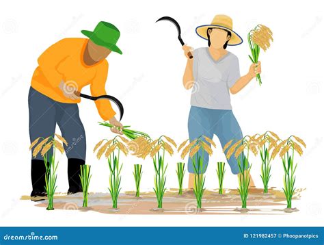 Farmer Harvest Rice Cartoon Shape Stock Vector - Illustration of grass ...