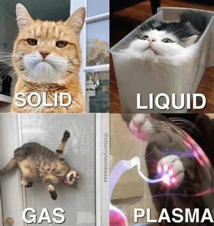 When it comes to cats, physics just seems like a suggestion. : r/Catmemes