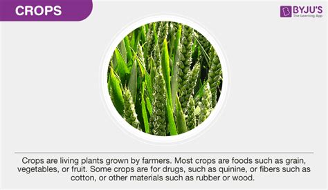 What are Crops?-Types Of Crops, Cash Crops and Food Crops