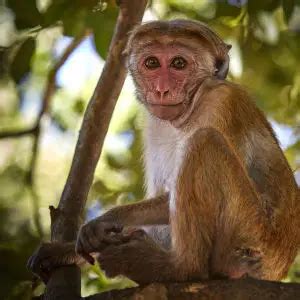 Toque Macaque - Facts, Diet, Habitat & Pictures on Animalia.bio