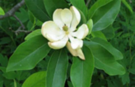 Magnoliopsida | Pearltrees