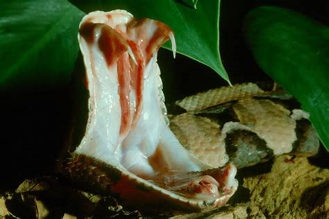 Boosting fangs of upto 5cm... a gaboon viper has longest fangs in snake ...