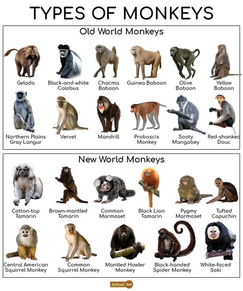 Monkey Facts, Types, Lifespan, Classification, Habitat, Pictures