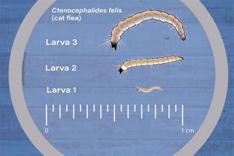 Flea Larvae Appearance Biology And Treatment