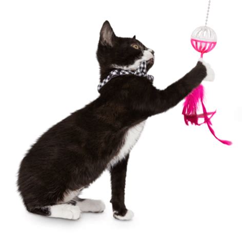 Petsmart Interactive Cat Toys | Wow Blog