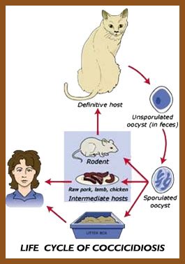 Can Cocidia Be Transmitted From Dogs To Cats