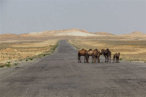 The Karakum Desert Travel Guide - Horizon Guides