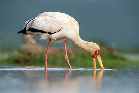 Yellow-billed Stork Feeding Photograph by Tony Camacho/science Photo ...