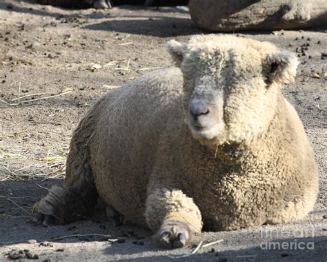 Angora Sheep Photograph by John Telfer - Fine Art America