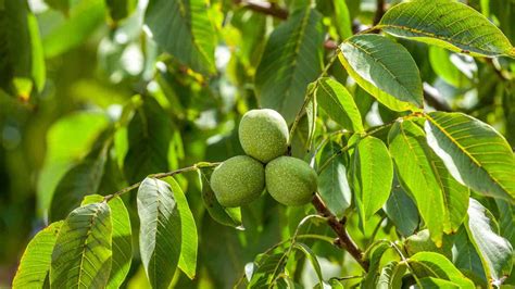 Walnut Tree Growth