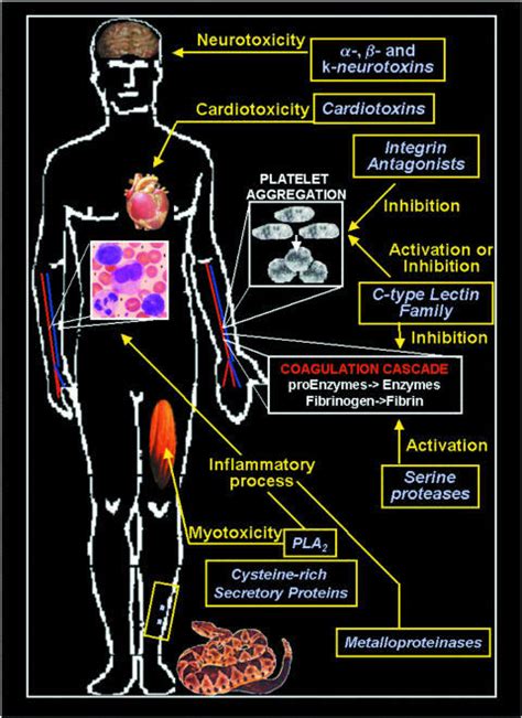 The biological effects of some snake venoms during the | Open-i