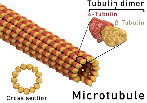 Difference Between Microtubules and Microfilaments | Structure ...