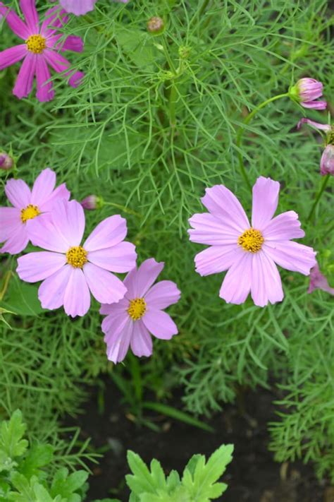 How to Plant Cosmos Flower in Your Garden (Tricks to Care!)