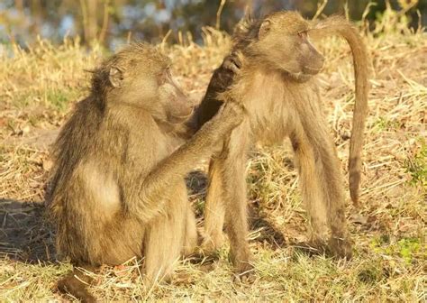 Baboon Behavior - AnimalBehaviorCorner