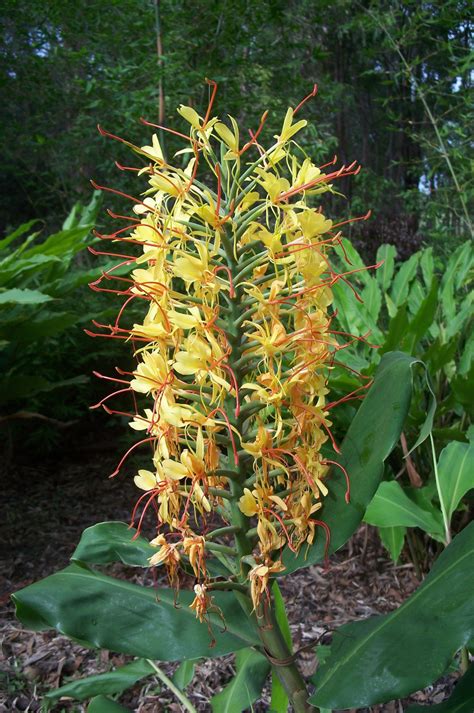 Hedychium gardnerianum (Yellow Ginger Lily) | Bamboo Land Nursery QLD ...