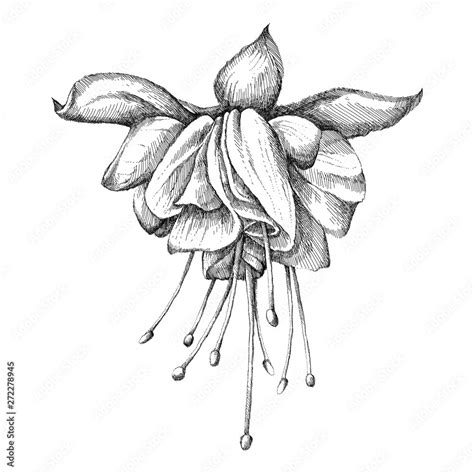 How To Draw A Fuchsia Flower | Best Flower Site