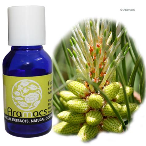 Pine Essential Oil