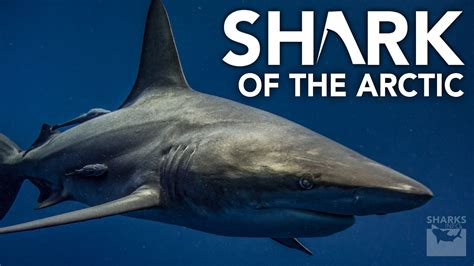 Sharks Of The Arctic – sharksinfo.com