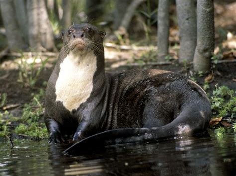 Giant Otter Facts, Habitat, Diet, Life Cycle, Baby, Pictures