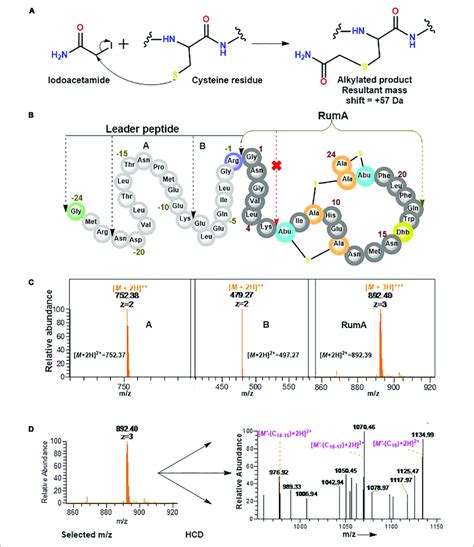 | Iodoacetamide derivatization and trypsin cleavage of preRumA * . (A ...