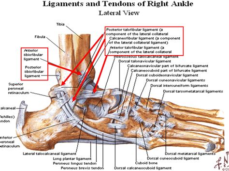 Leg Anatomy Muscles Ligaments And Tendons Ankle Anatomy Orthopedic ...