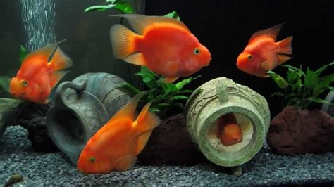 Freshwater Parrot Fish Tank