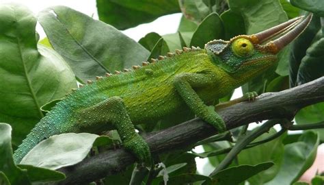 Jackson's Chameleon: Care Guide & Species Profile