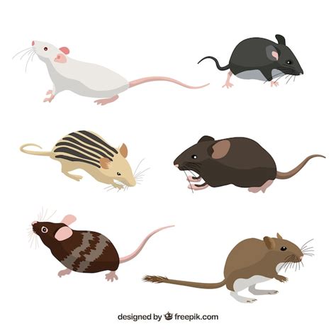 Free Vector | Collection of six mice breeds