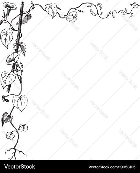 Morning glory have leaves vine in this border Vector Image