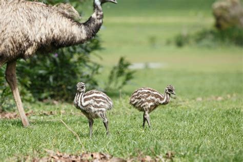 Baby Emu: All You Need to Know (Facts & Pictures) - Bird Nature